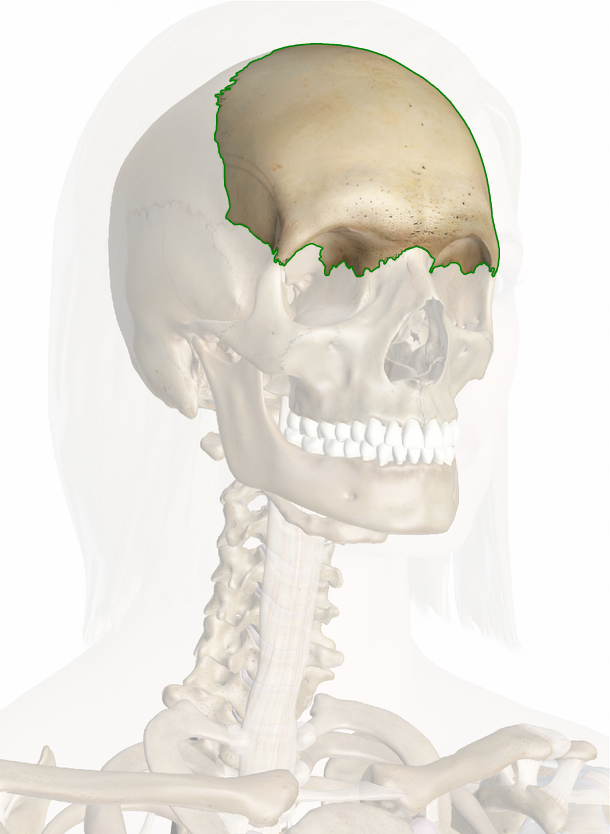 Frontal-Bone